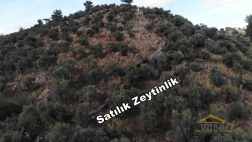 Milas Pınarcık Yola, Köye Yakın 10 Dönüm Satılık Zeytinlik