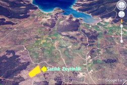 Muğla Milas Kazıklıda Deniz Manzaralı Satılık Zeytinlik