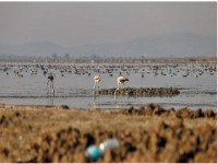 Kuş Cenneti Bafa Gölü'nde Korkutan Görüntü