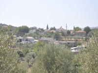 Didim Akyeniköy Merkezde Satılık Zeytinli Tarla