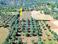 Milas Gürçamlar Kızılağaç Köyünde Satılık Tarla