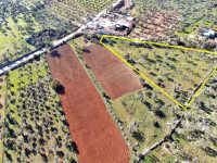 Muğla Milas Kazıklı'da Satılık Zeytinli Tarla 