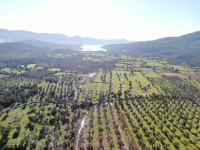 Milas Kazıklı Koyu Manzaralı Satılık Zeytinlik 