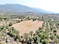 Muğla Milas Kazıklıda Satılık Kadastrol yolu Olan Tarla 12250 m²